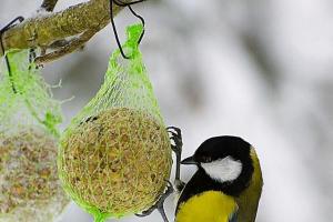 Чем нельзя кормить птиц зимой в кормушке?