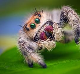 Сонник на лицо прилип паук